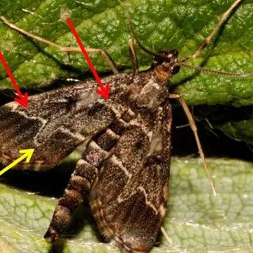 thumbnail for publication: European Pepper Moth or Southern European Marsh Pyralid Duponchelia fovealis (Zeller)
